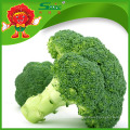 Brocoli congelado chino brotes con calidad superior, precio barato